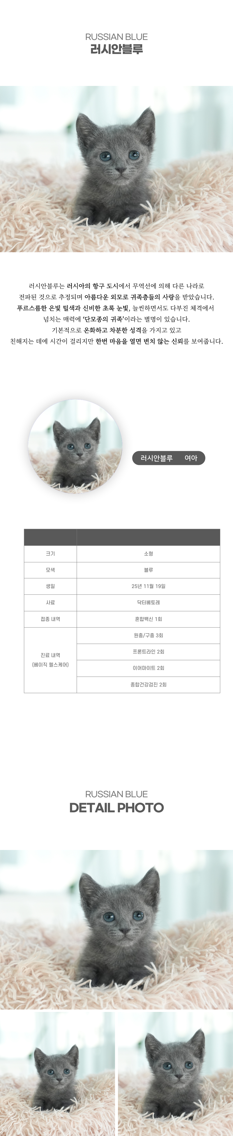 러시안블루_상세이미지_2